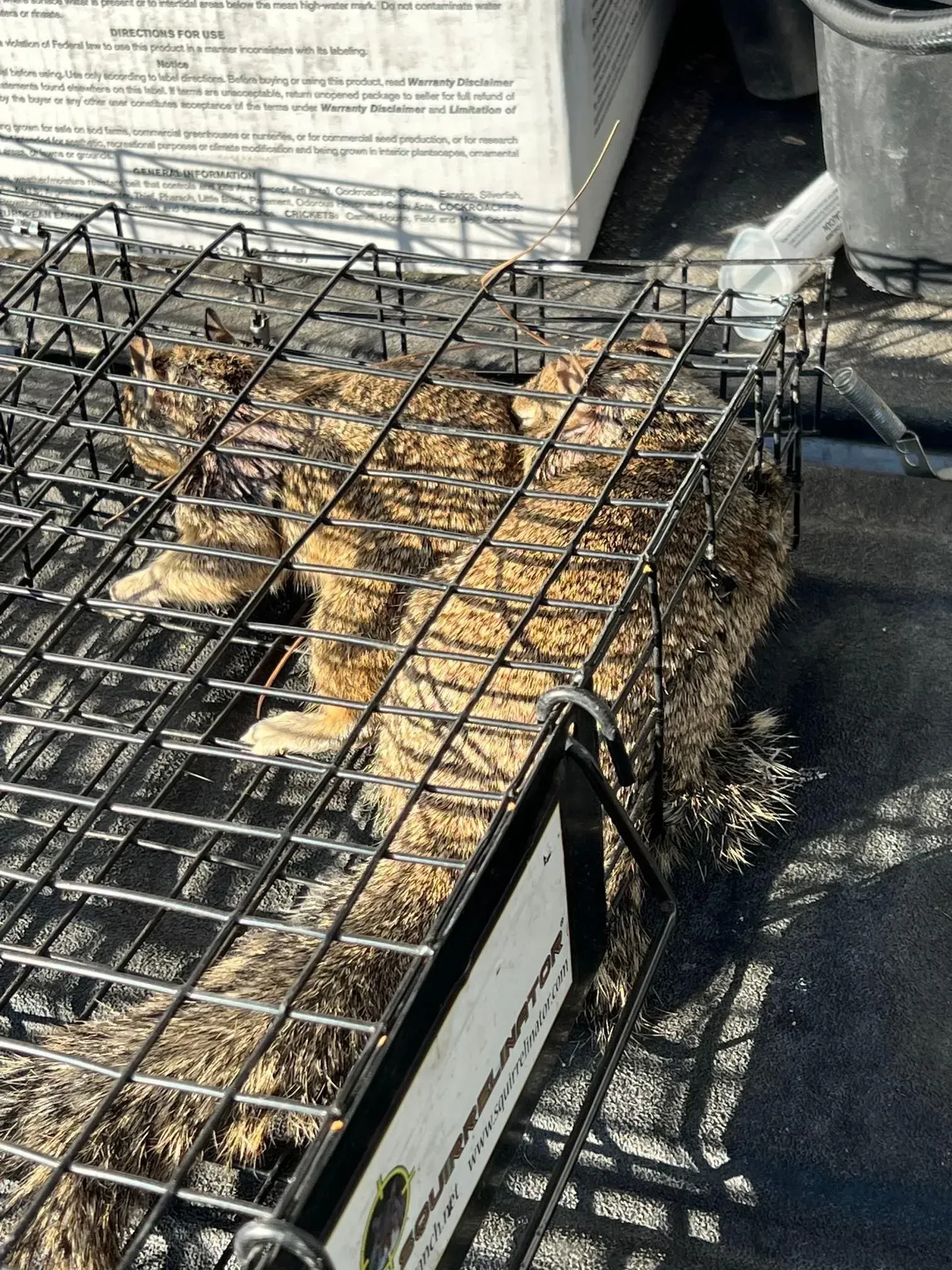 A cat is sitting in a wire cage.