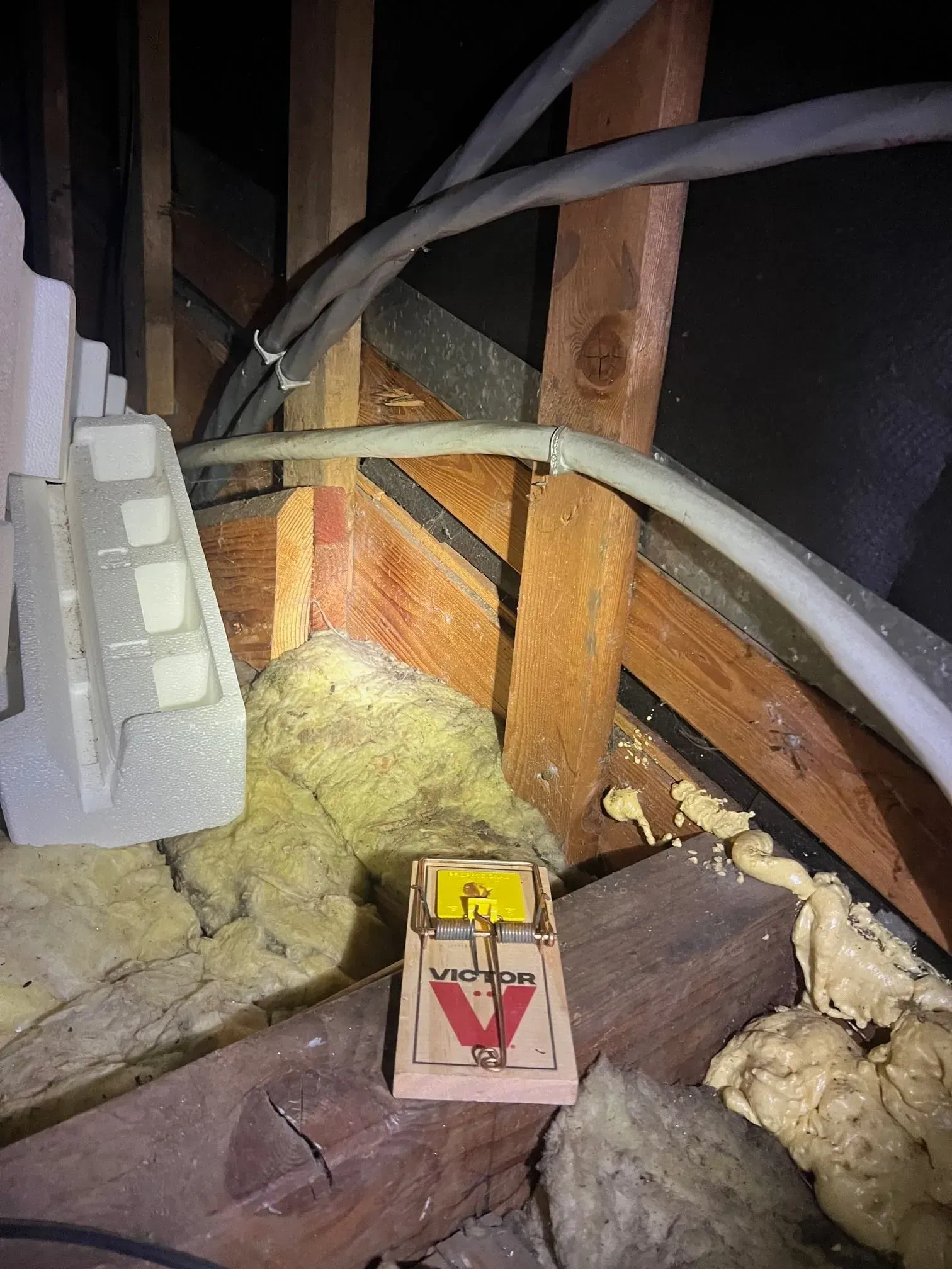 A mousetrap is sitting on a wooden floor in an attic.