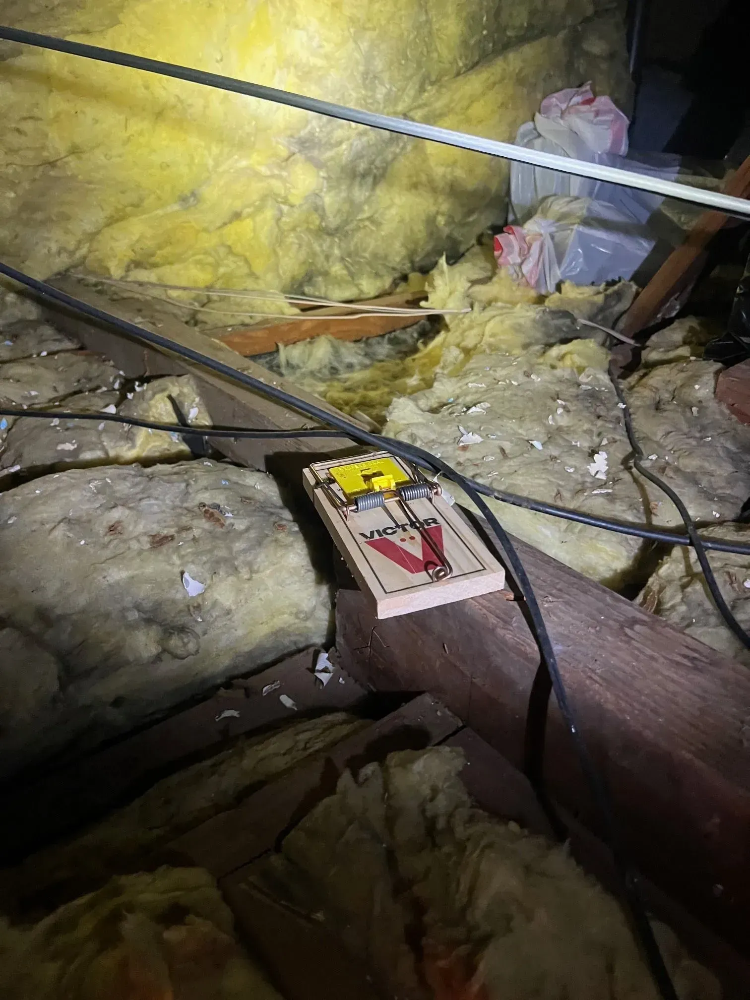 A mouse trap is sitting in the attic of a house.