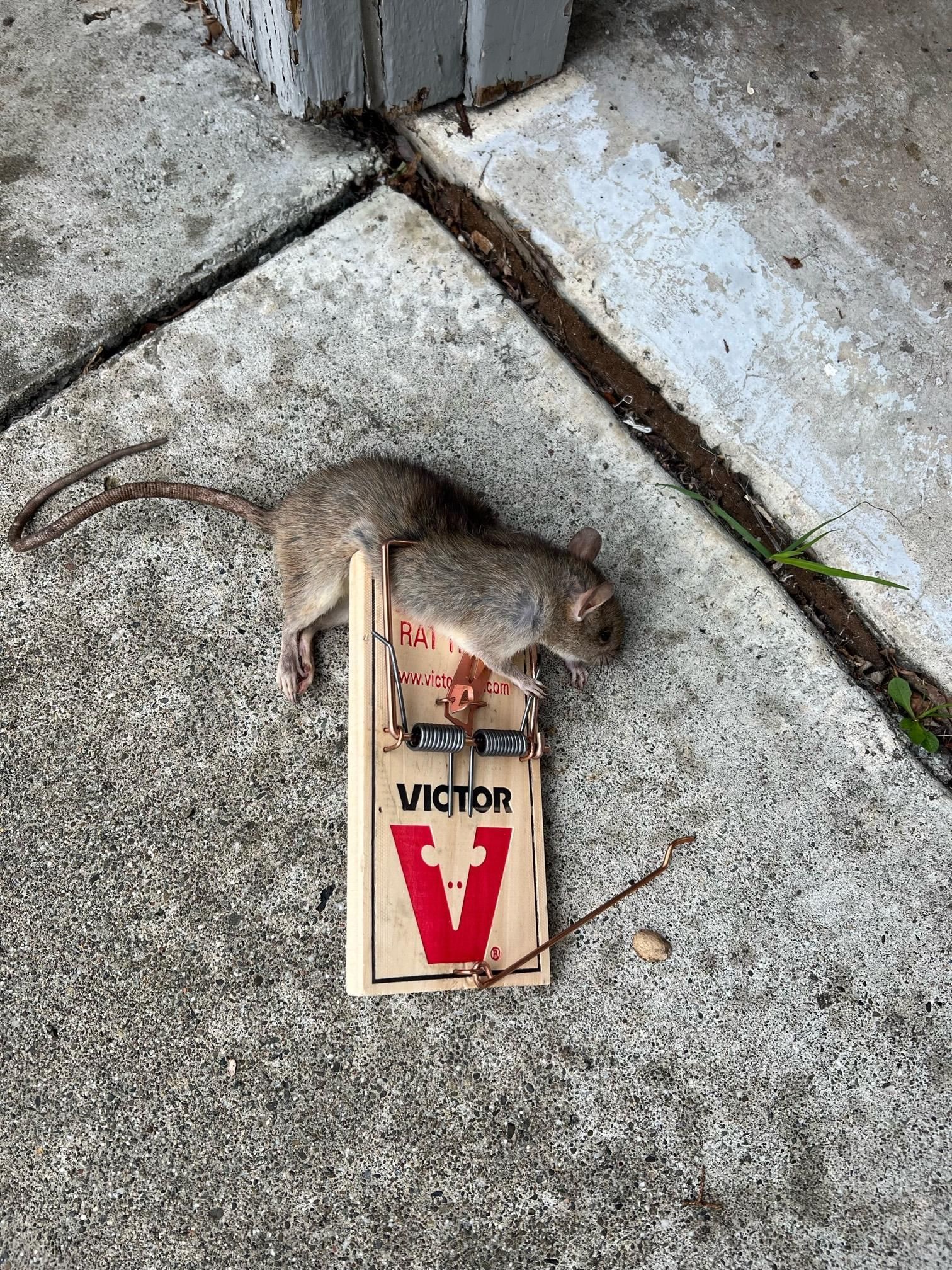 Mouse trapped