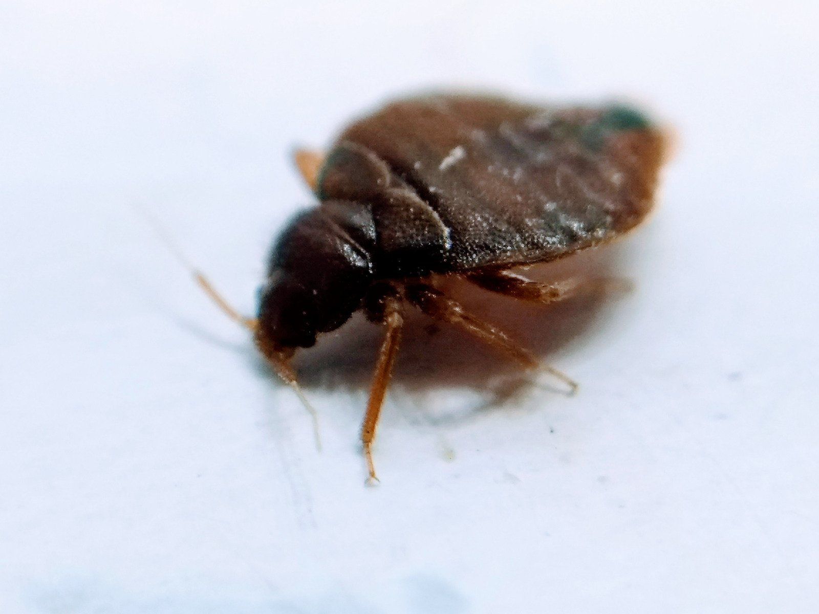 A bed bug is sitting on a white surface.
