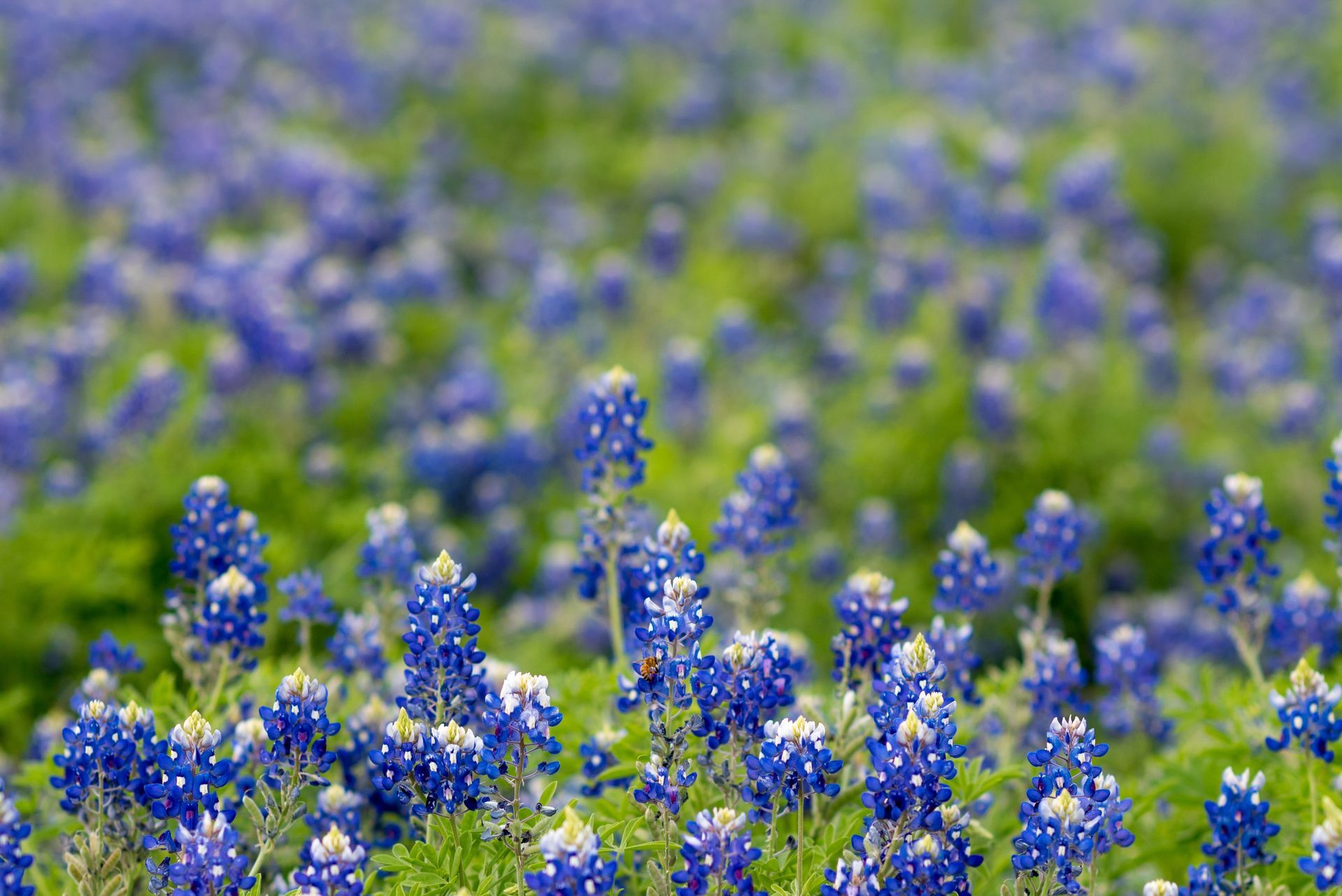 Welcome to Texas Wildflower

