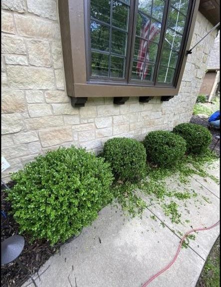 Three green shrubs along a stone house wall beside a concrete walkway and window