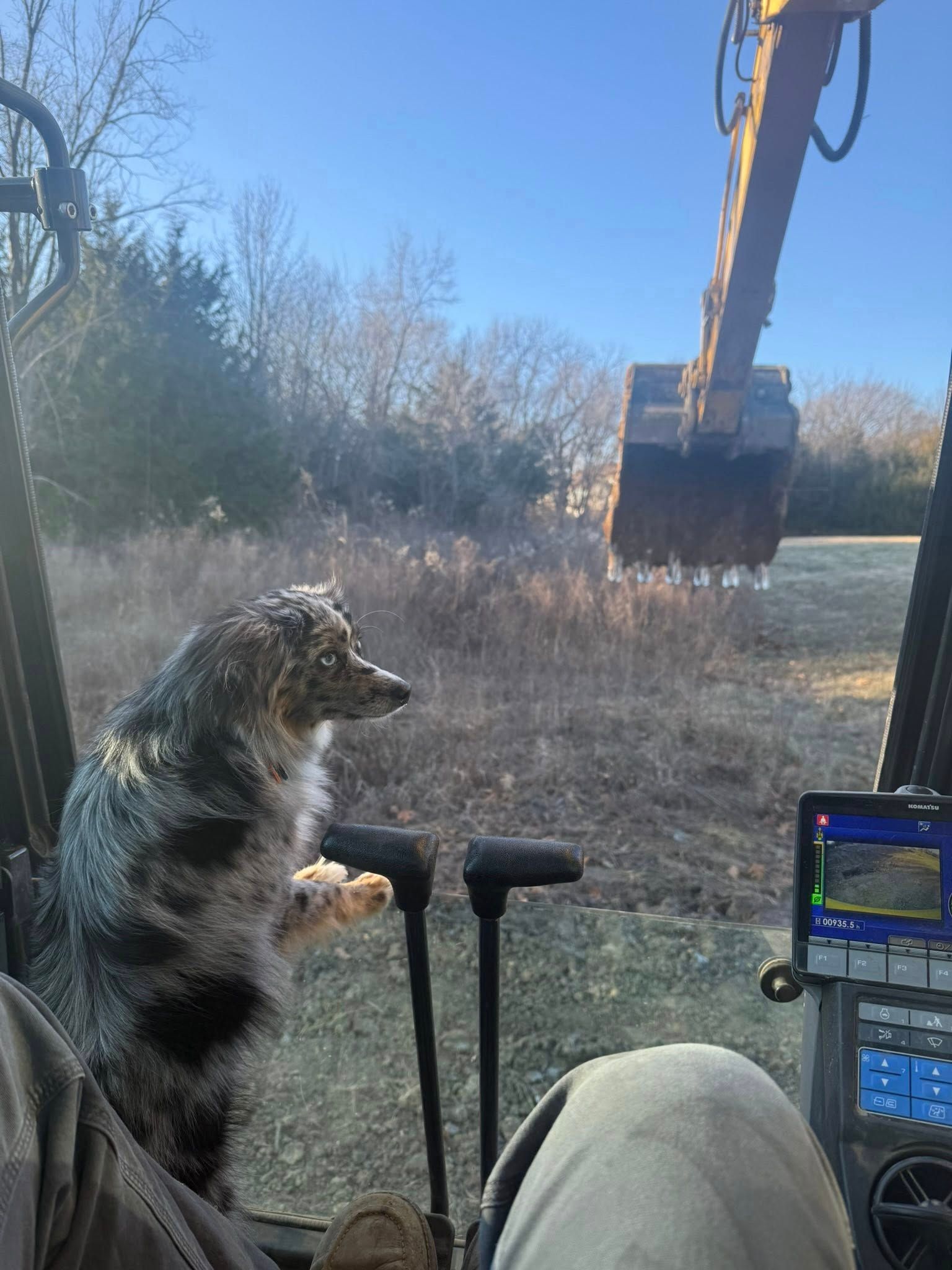 Dog looking out from an excavator cab at a backhoe in a grassy field at dusk