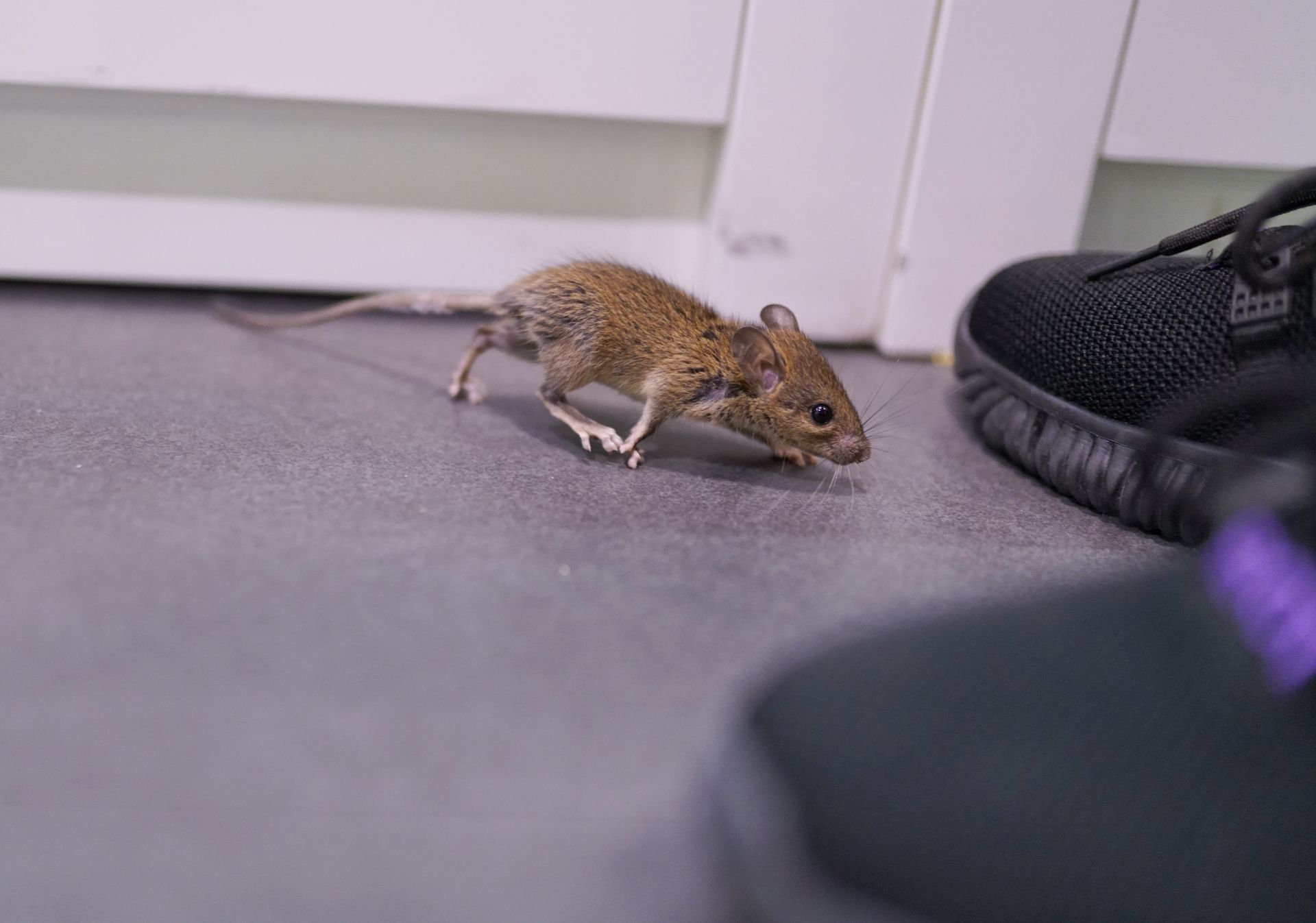 Mouse near cabinet and shoe highlights need for effective home pest control solutions.