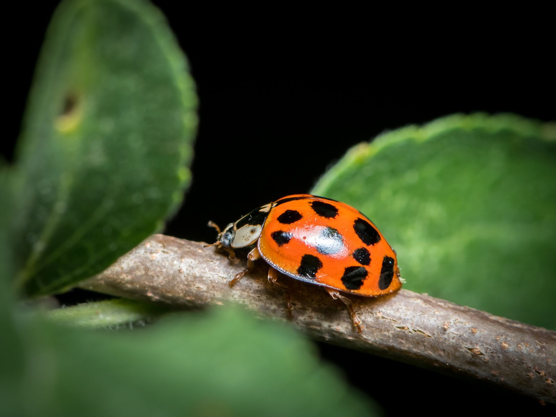 A ladybug is sitting on a branch next to a green leaf.