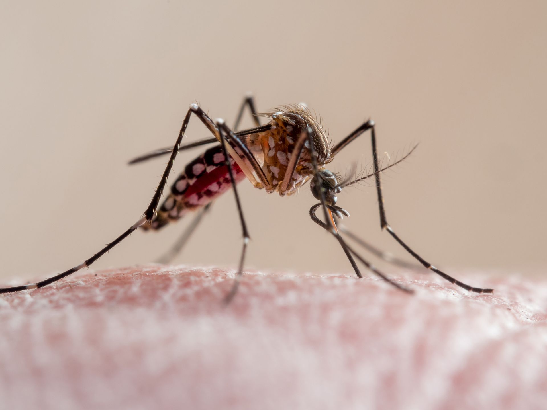A close up of a mosquito on a person 's arm.