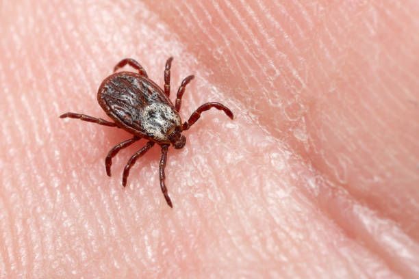 A close up of a tick on a person 's finger.