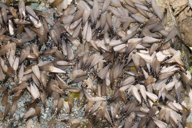 A bunch of termites are sitting on a rock.
