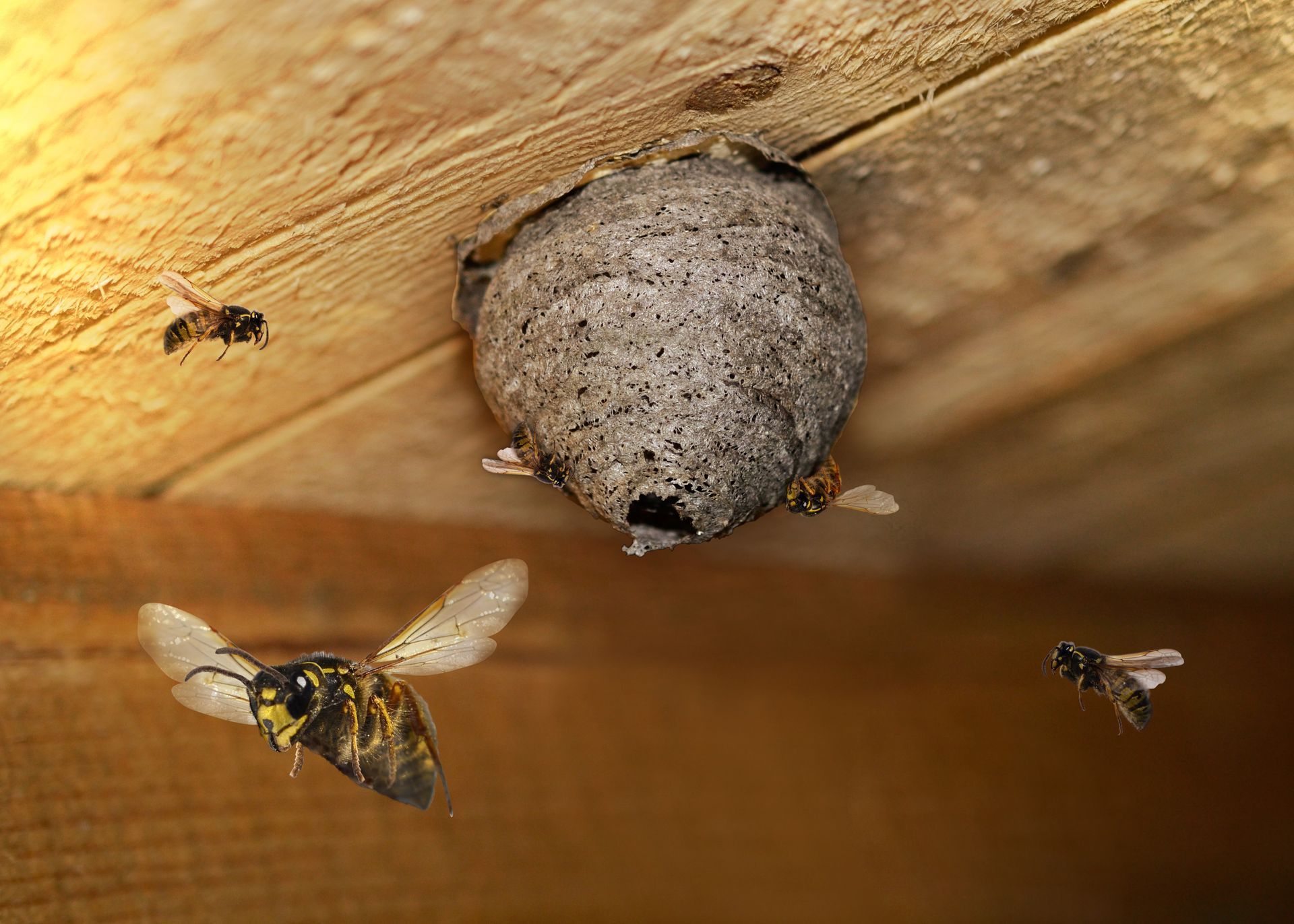 A group of wasps flying around a wasp nest on a wooden ceiling. A group of wasps flying around a wasp nest on a wooden ceiling.