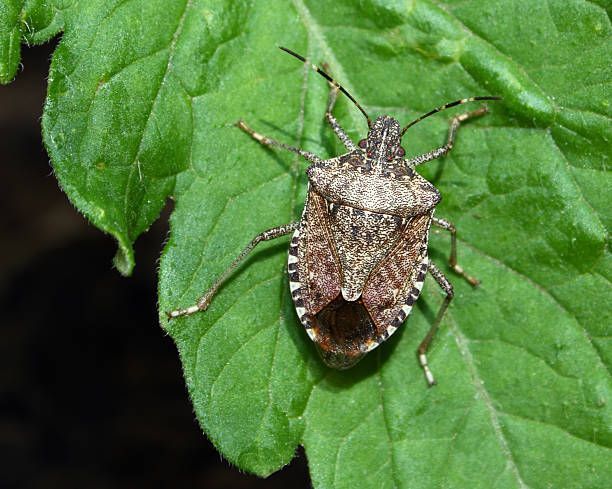 A bug is sitting on top of a green leaf.