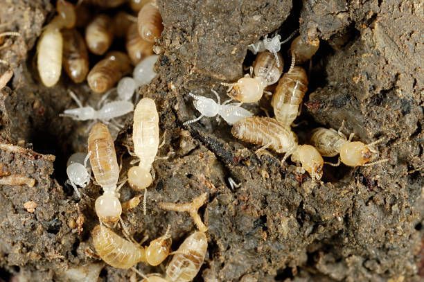 A group of termites are laying eggs in the dirt.
