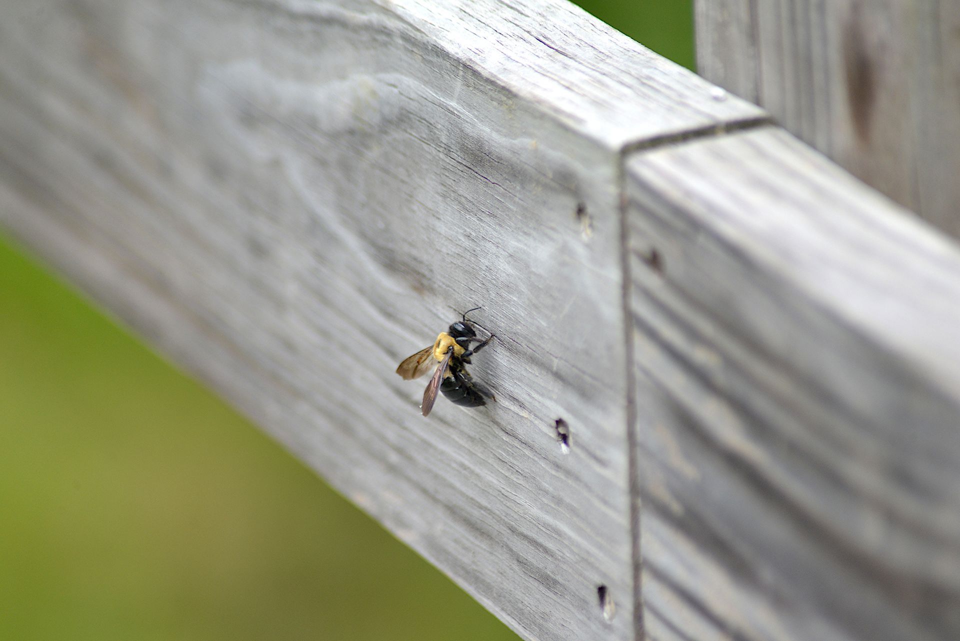 A bee is sitting on a wooden fence post. A bee is sitting on a wooden fence post.
