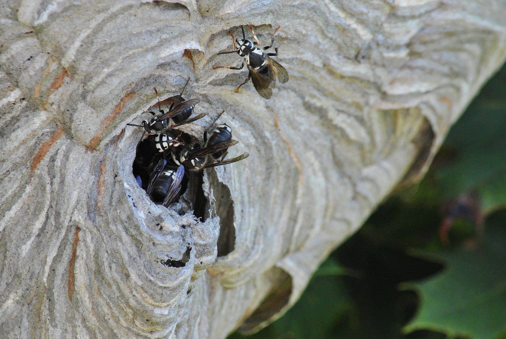 A close up of a wasp nest with two wasps in it.