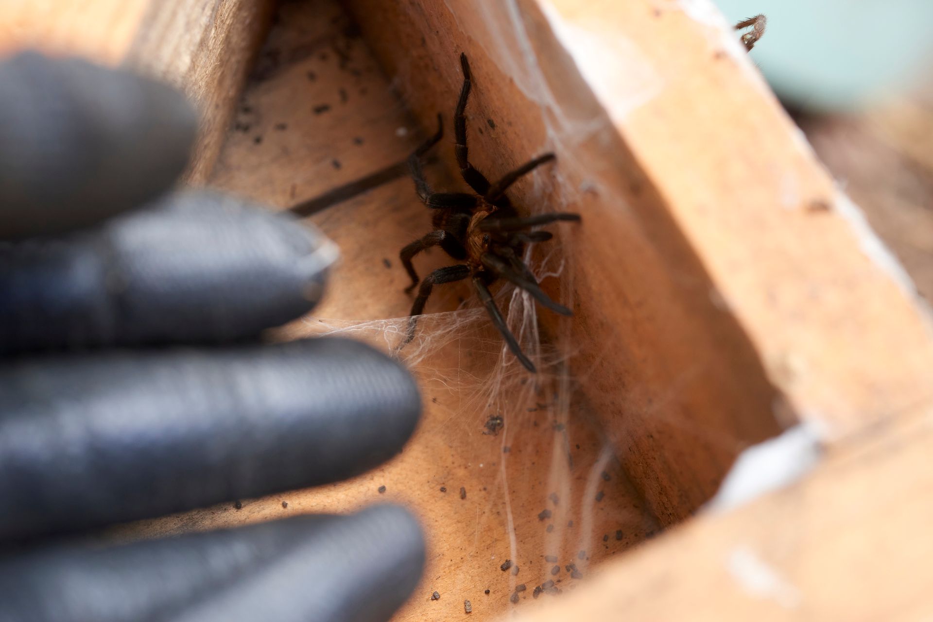 An exterminator removing a dangerous spider from a wooden box.
