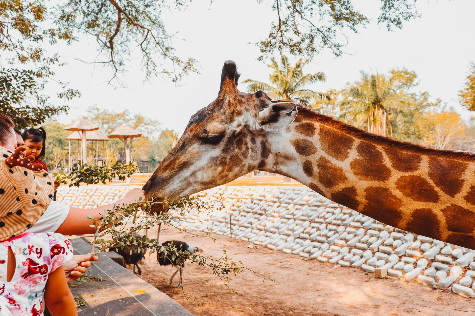 一位女士在動物園的戶外圍欄餵長頸鹿。
