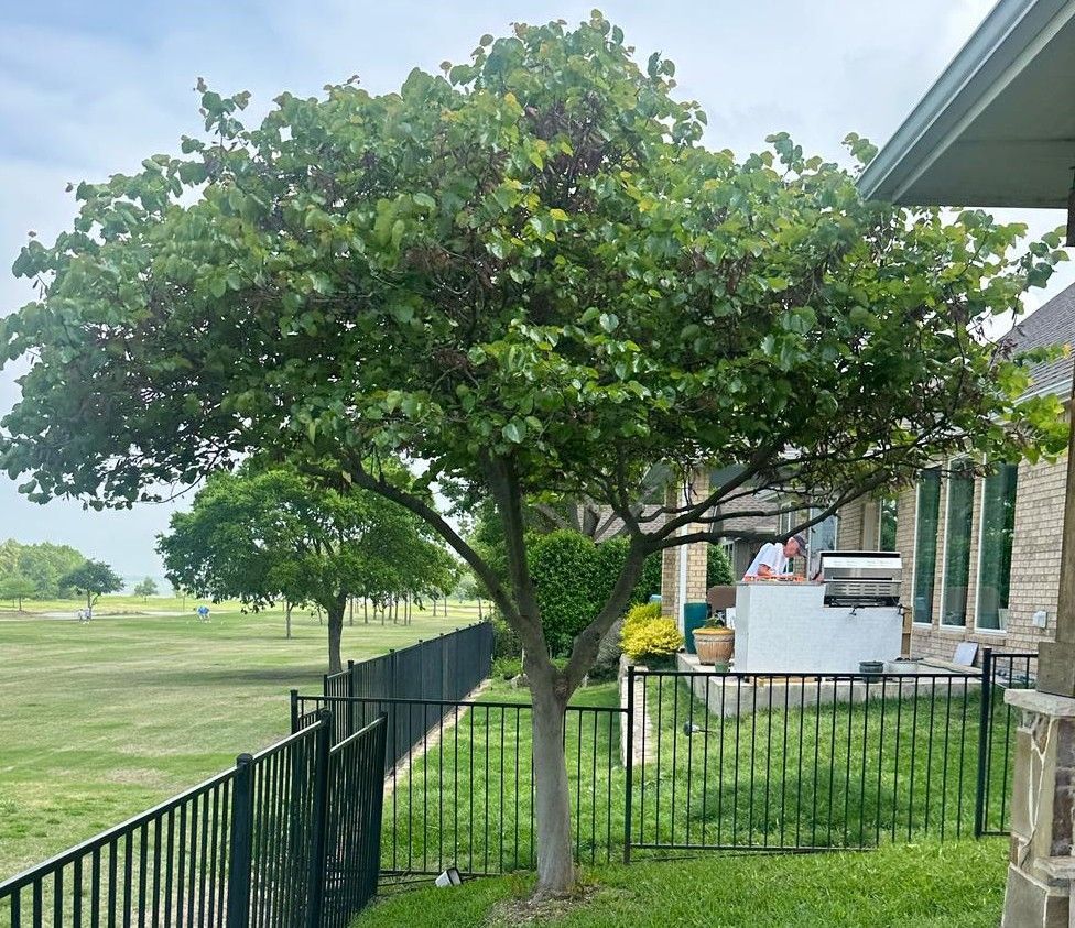 A tree that has been trimmed and pruned for an aesthetic look, black fence, overlooking a green lawn. A patio with a grill is visible.