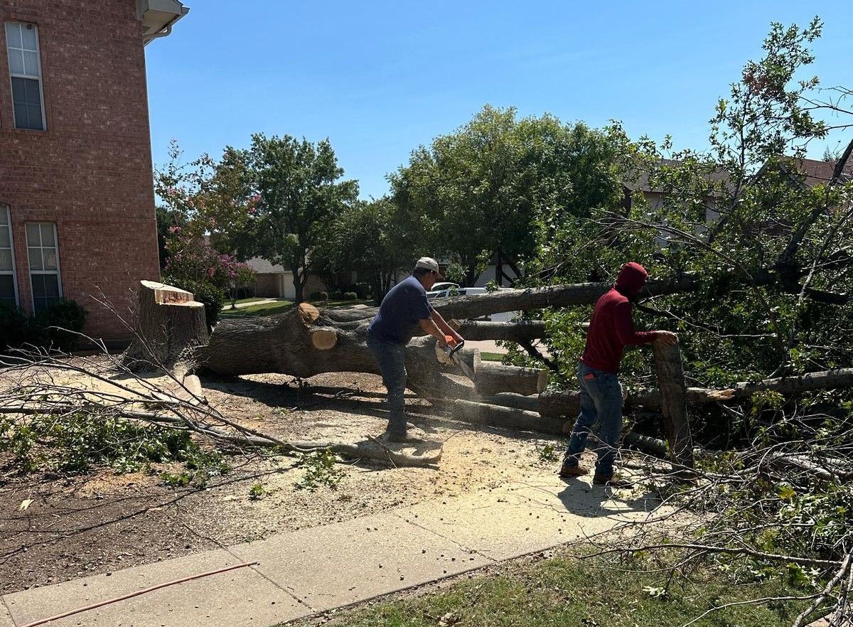Two people use chainsaws to cut a fallen tree on a sidewalk near a brick building.