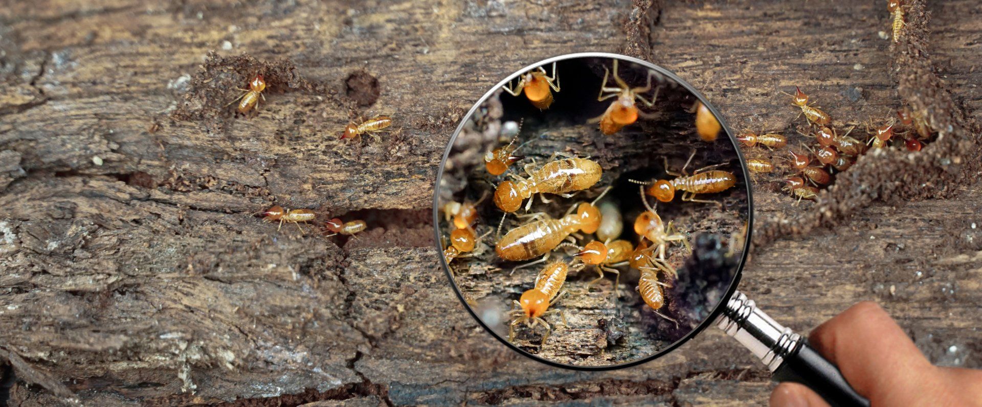 A person is looking at termites through a magnifying glass.