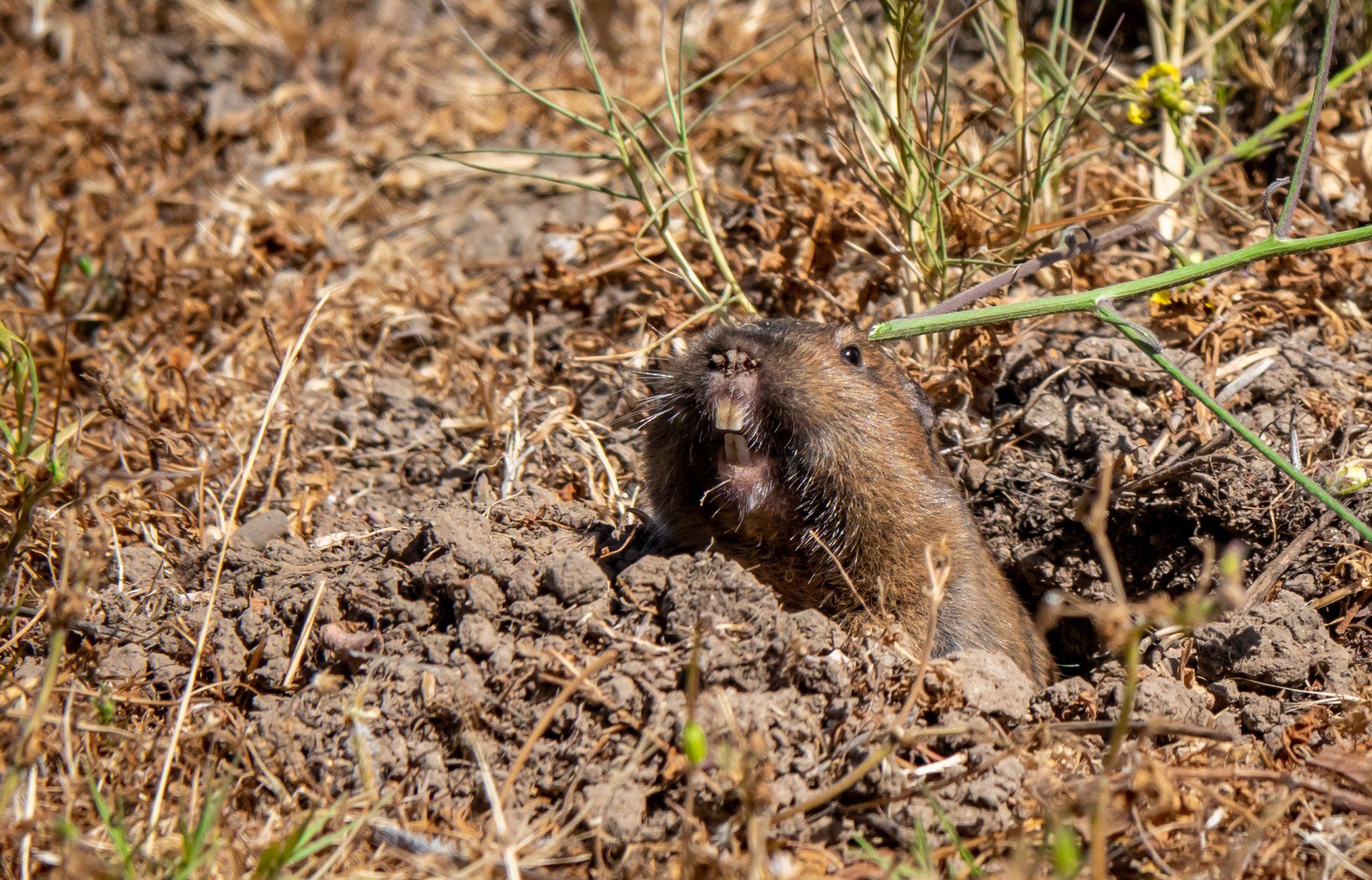 A gopher is sticking its head out of a hole in the ground.