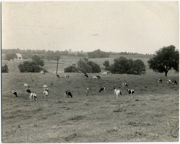 Cows grazing in a grassy field on a cloudy day, with trees and a small building in the background.