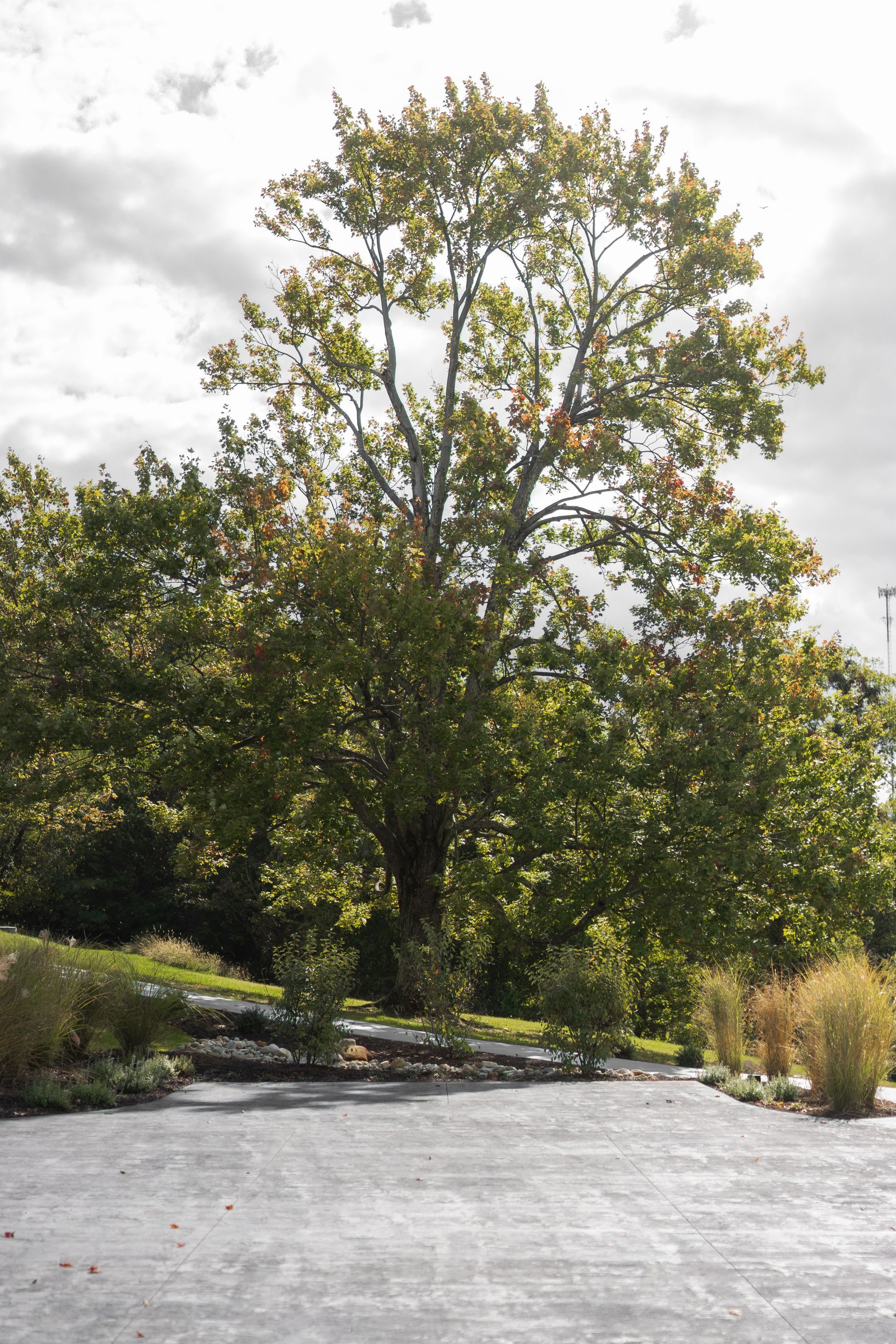 Tree-lined driveway with a large leafy tree and bright sky above a paved path.