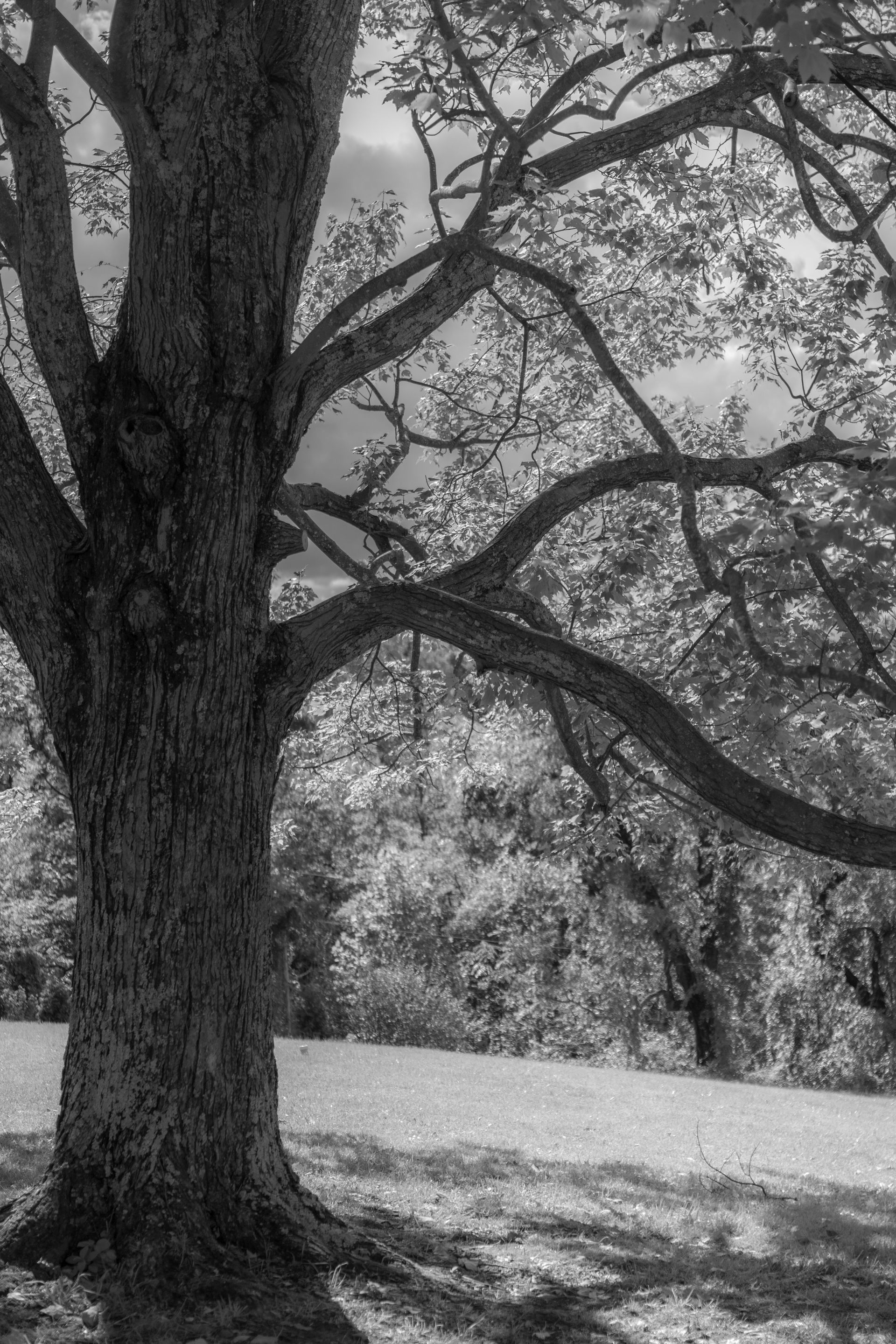 Large tree in a grassy park, with branches arching over a sunlit open field.
