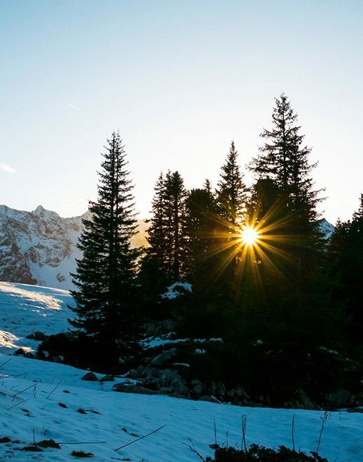 Sonnenstrahlen scheinen durch hohe Kiefern vor einer schneebedeckten Berglandschaft in der Abenddämmerung.