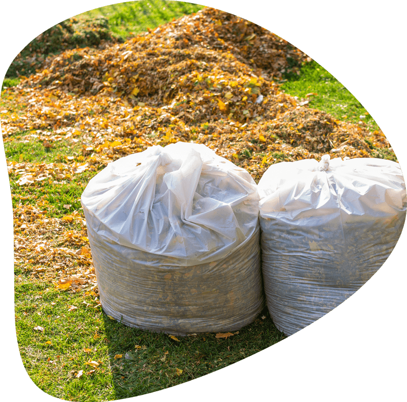 dried garden leaves placed inside plastic trash bag for removal