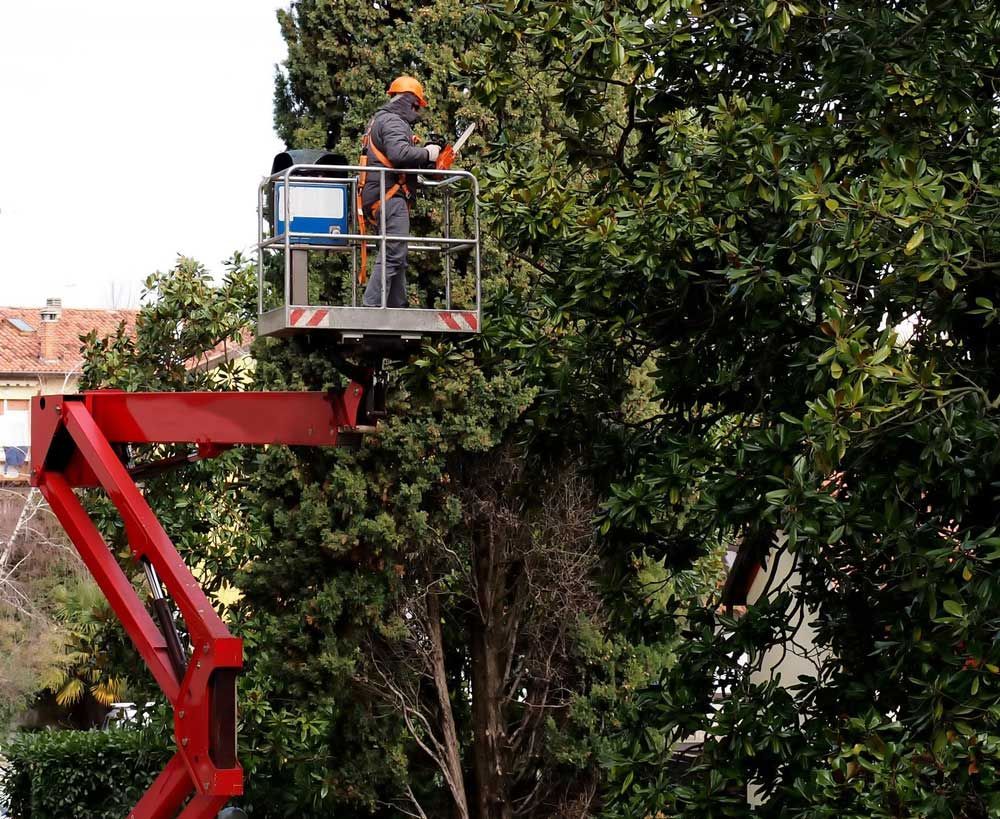 A Man is Working on a Tree From a Lift — Coastal Arborist Services in Cannonvale, QLD