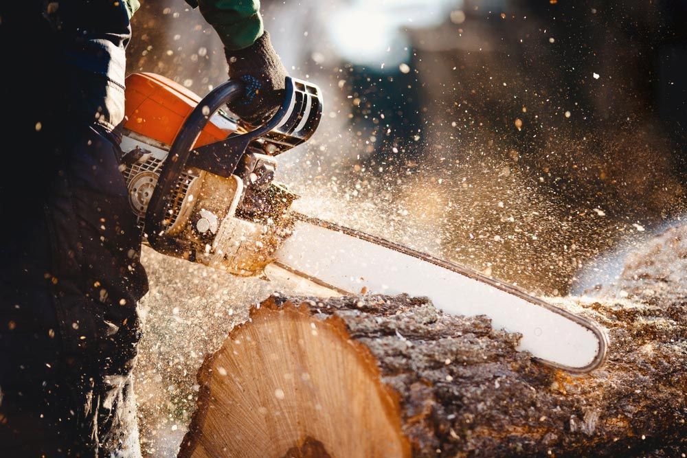 A person is cutting a tree with a chainsaw — Coastal Arborist Services in Bowen, QLD