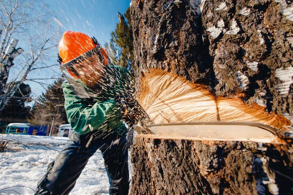 A Man is Cutting a Tree With a Chainsaw in the Snow — Coastal Arborist Services in Cannonvale, QLD