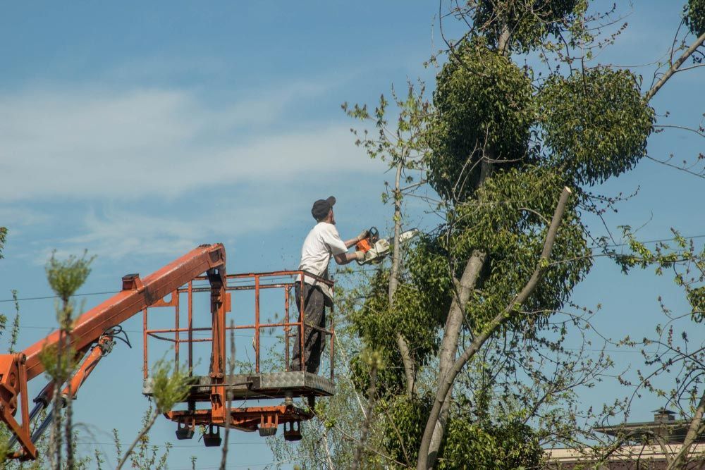 A Man is Cutting a Tree With a Chainsaw From a Crane — Coastal Arborist Services in Airlie Beach, QLD