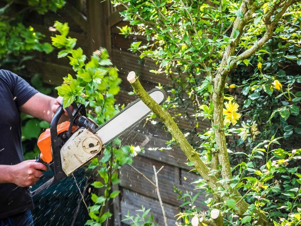 A Man is Cutting a Tree Branch With a Chainsaw — Coastal Arborist Services in Airlie Beach, QLD