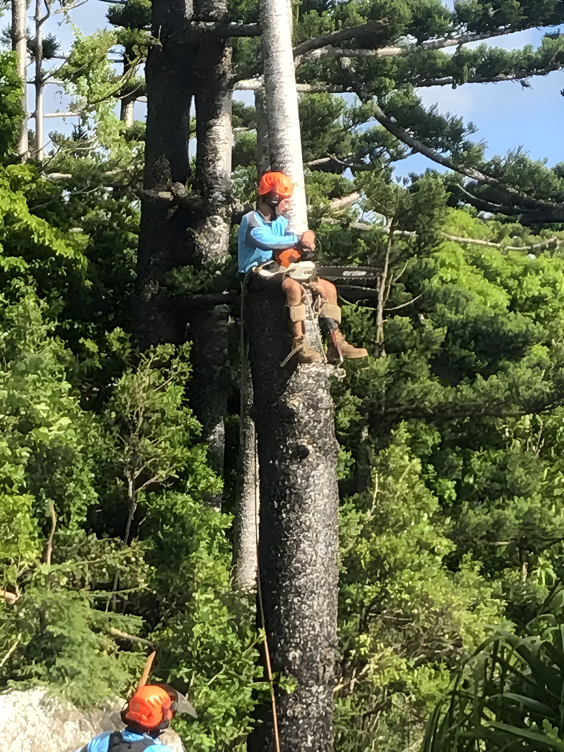 A man is sitting on top of a tree in the woods — Coastal Arborist Services in Bowen, QLD