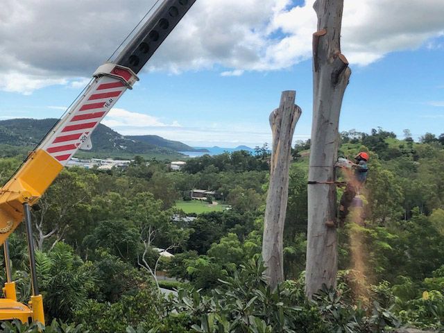 A Crane is Cutting Down a Tree in the Woods — Coastal Arborist Services in Whitsundays, QLD