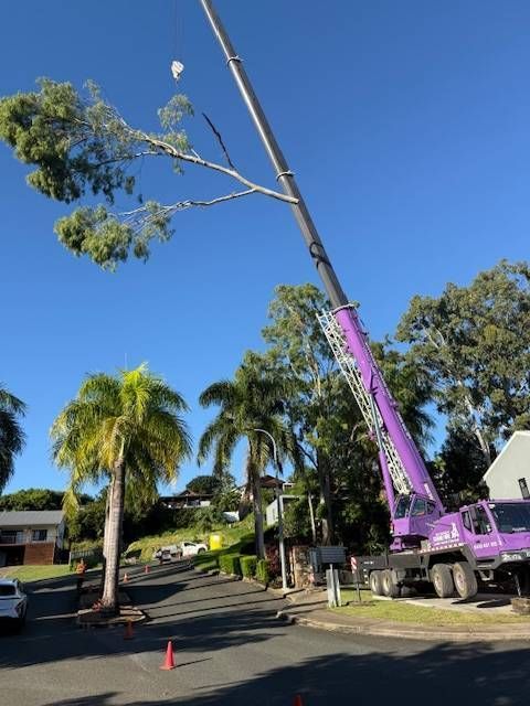 Purple Crane Lifting a Tall Tree Beside Palm Trees — Coastal Arborist Services in Proserpine, QLD