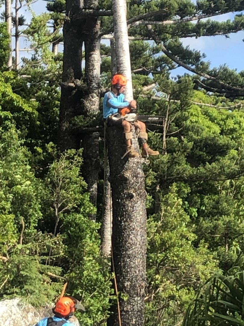 Climber in Orange Helmet and Blue Shirt Rappels Down a Tall Tree — Coastal Arborist Services in Proserpine, QLD
