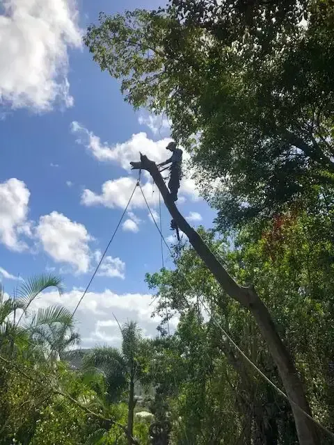 A Man is Climbing Up the Side of a Tree — Coastal Arborist Services in Bowen, QLD