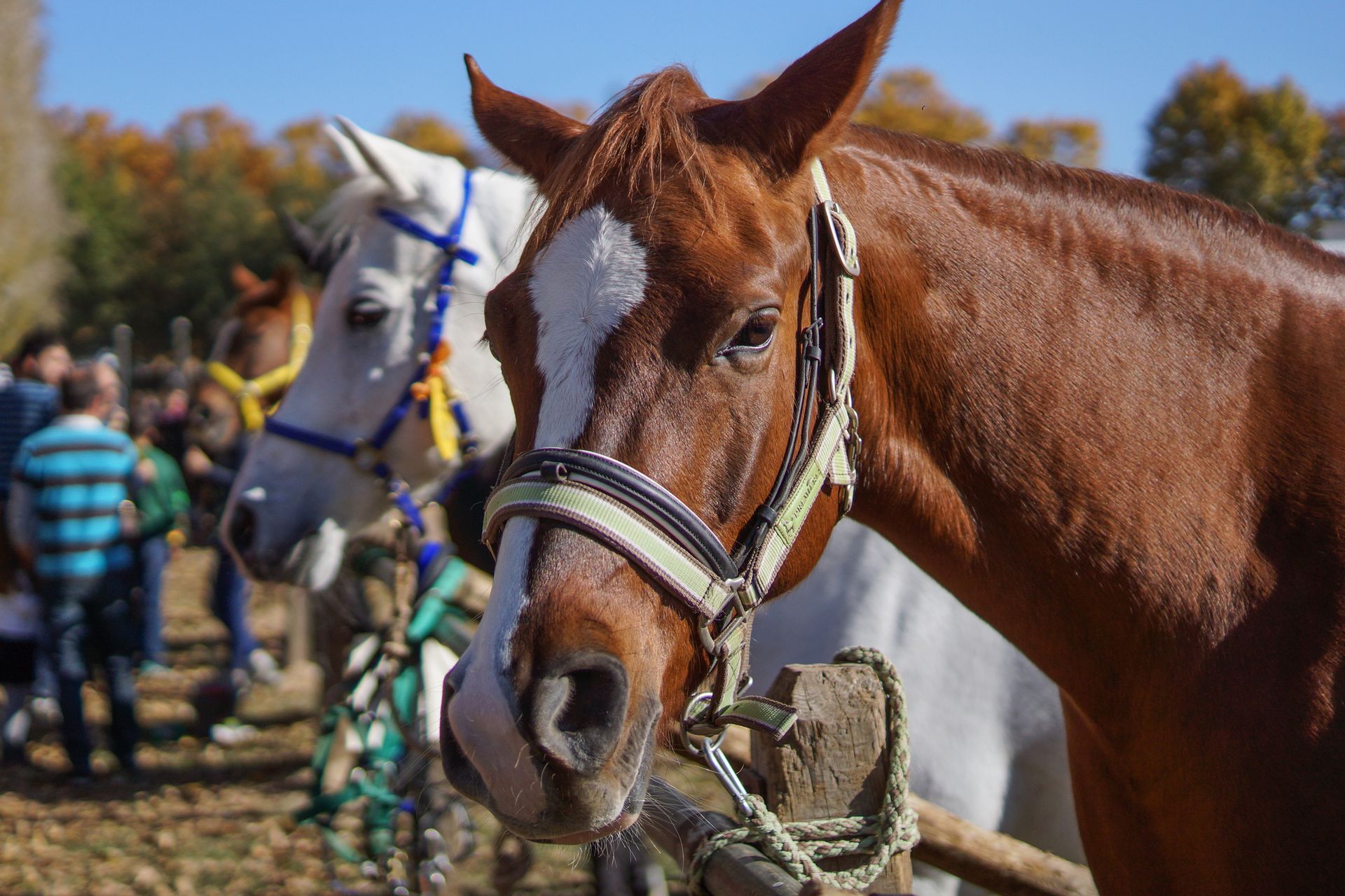Two horses in harness at an outdoor event, with a chestnut horse in the foreground and people in the background