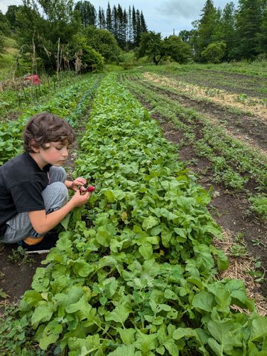 A child in a garden harvests radishes from a row of leafy green plants under a cloudy sky.