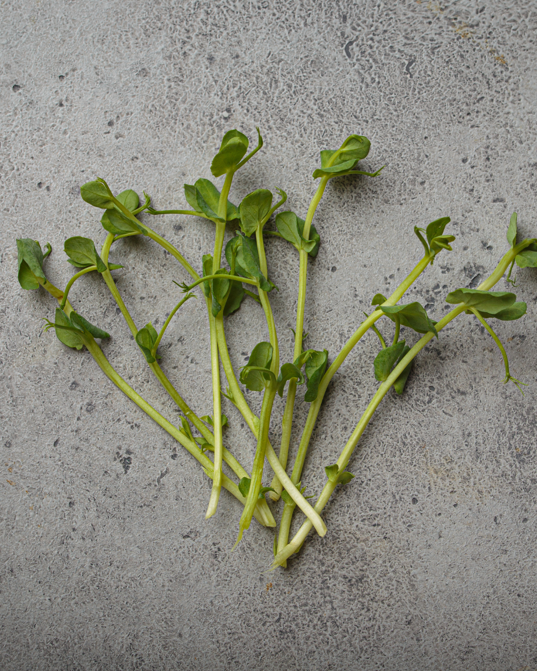 Micro Greens- Pea Shoots
