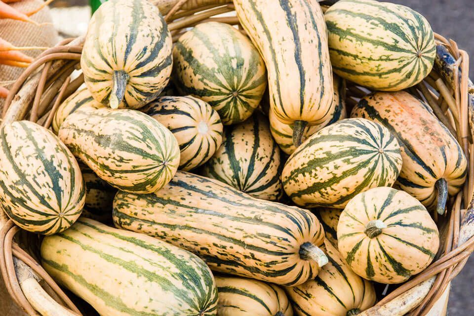 Basket overflowing with speckled green and beige squash.