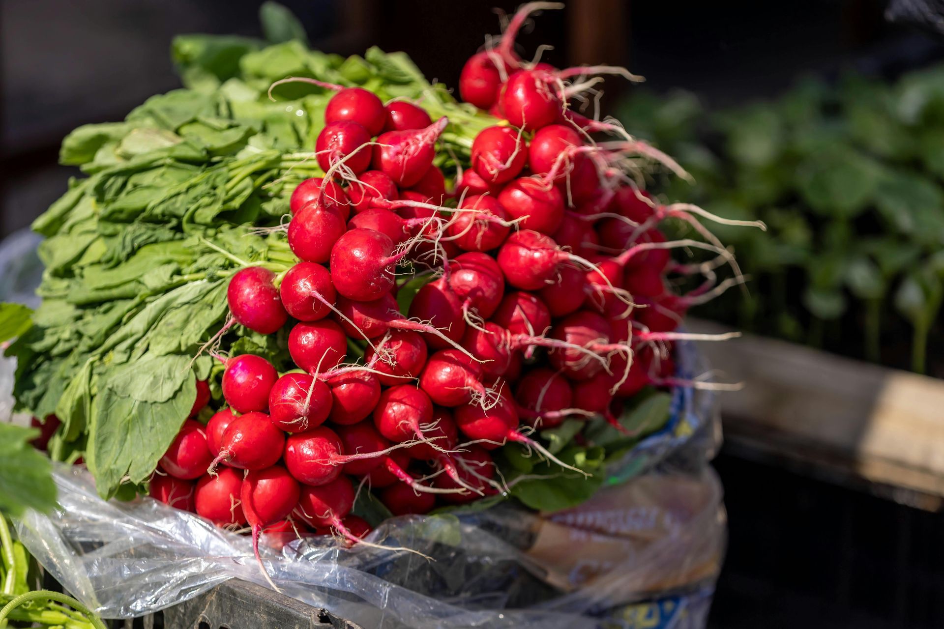 Bunch of bright red radishes with green tops, displayed at a market.