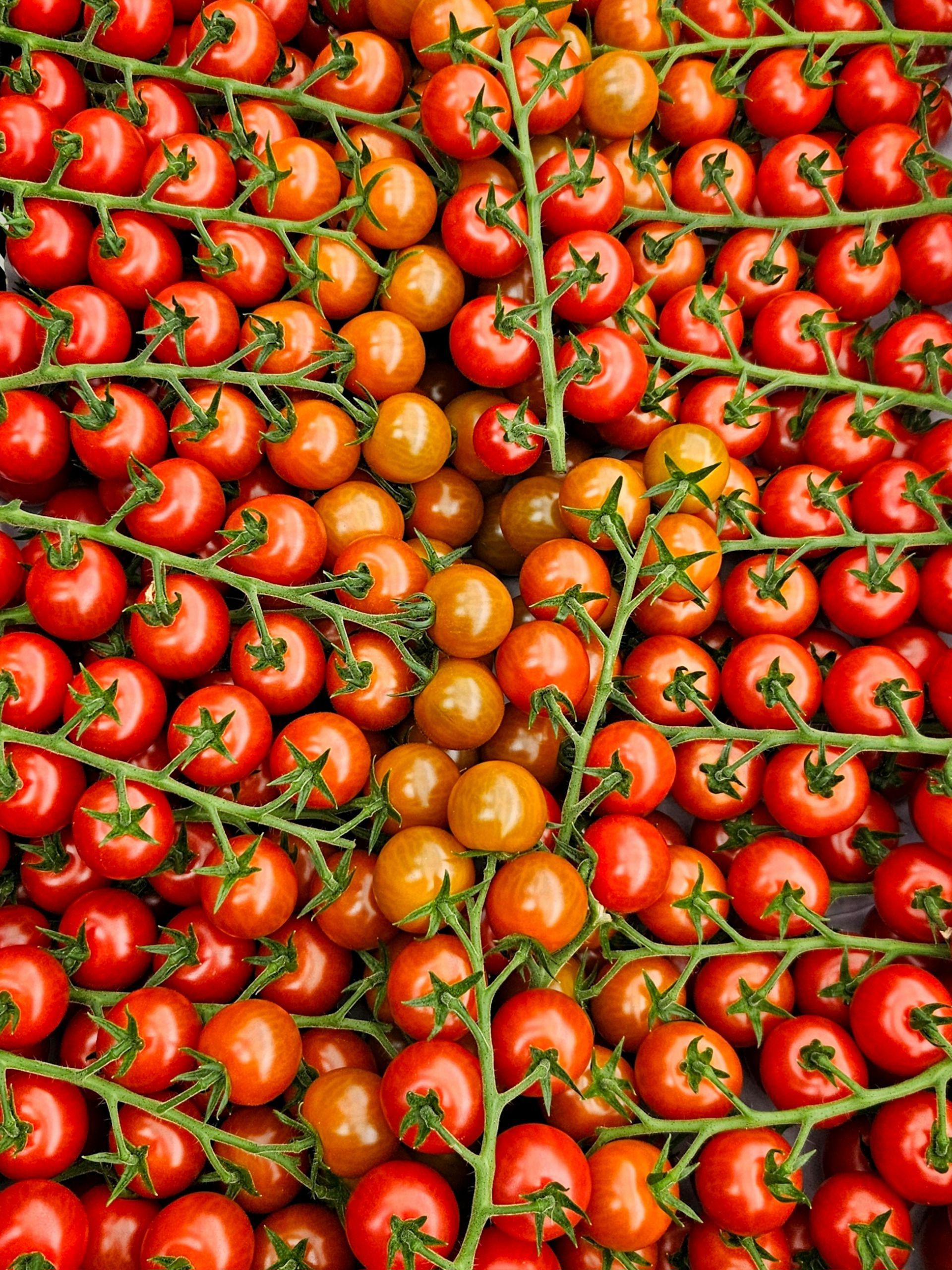 Close-up view of many red and orange cherry tomatoes on green stems.