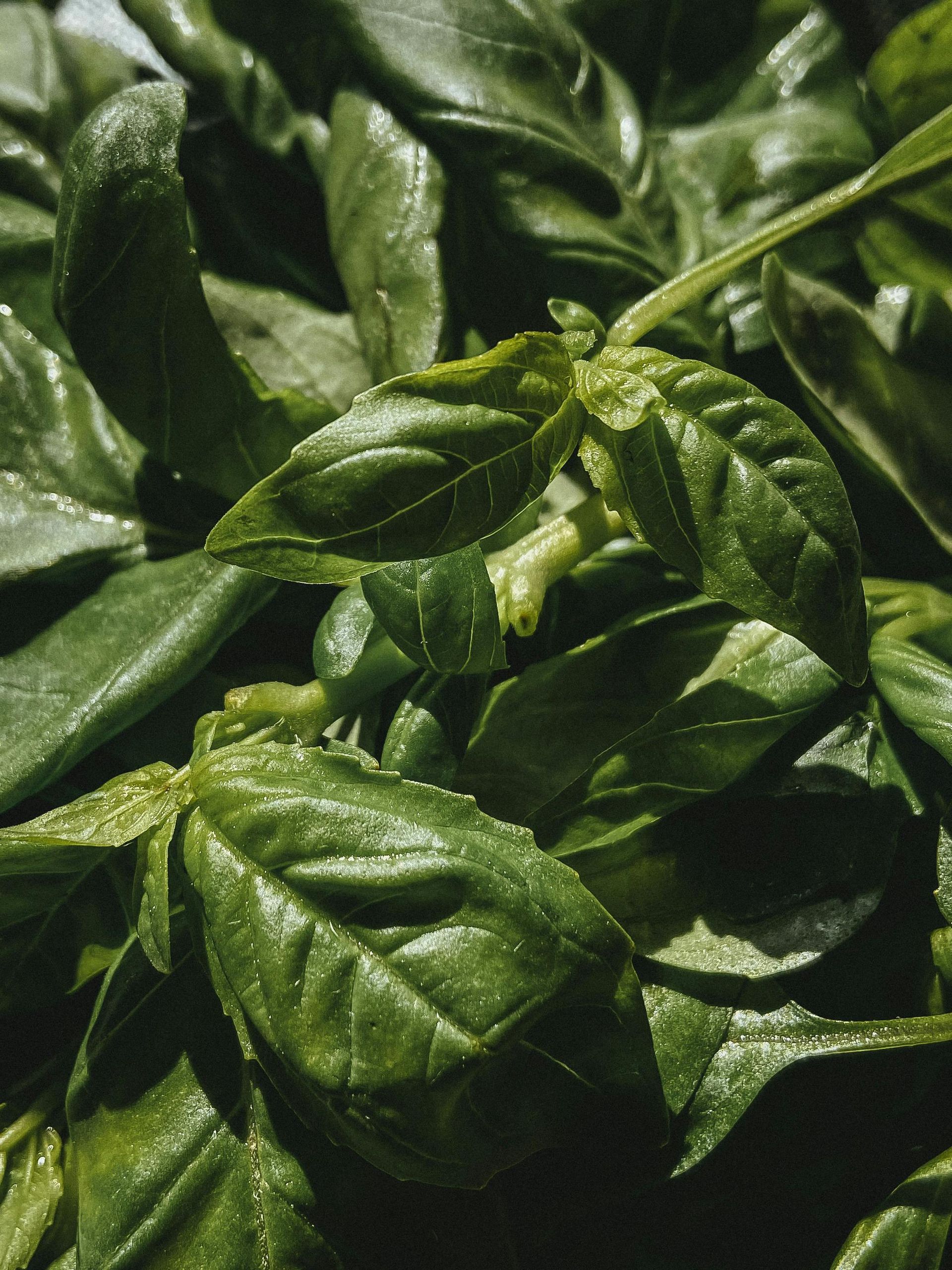 Basil- 2