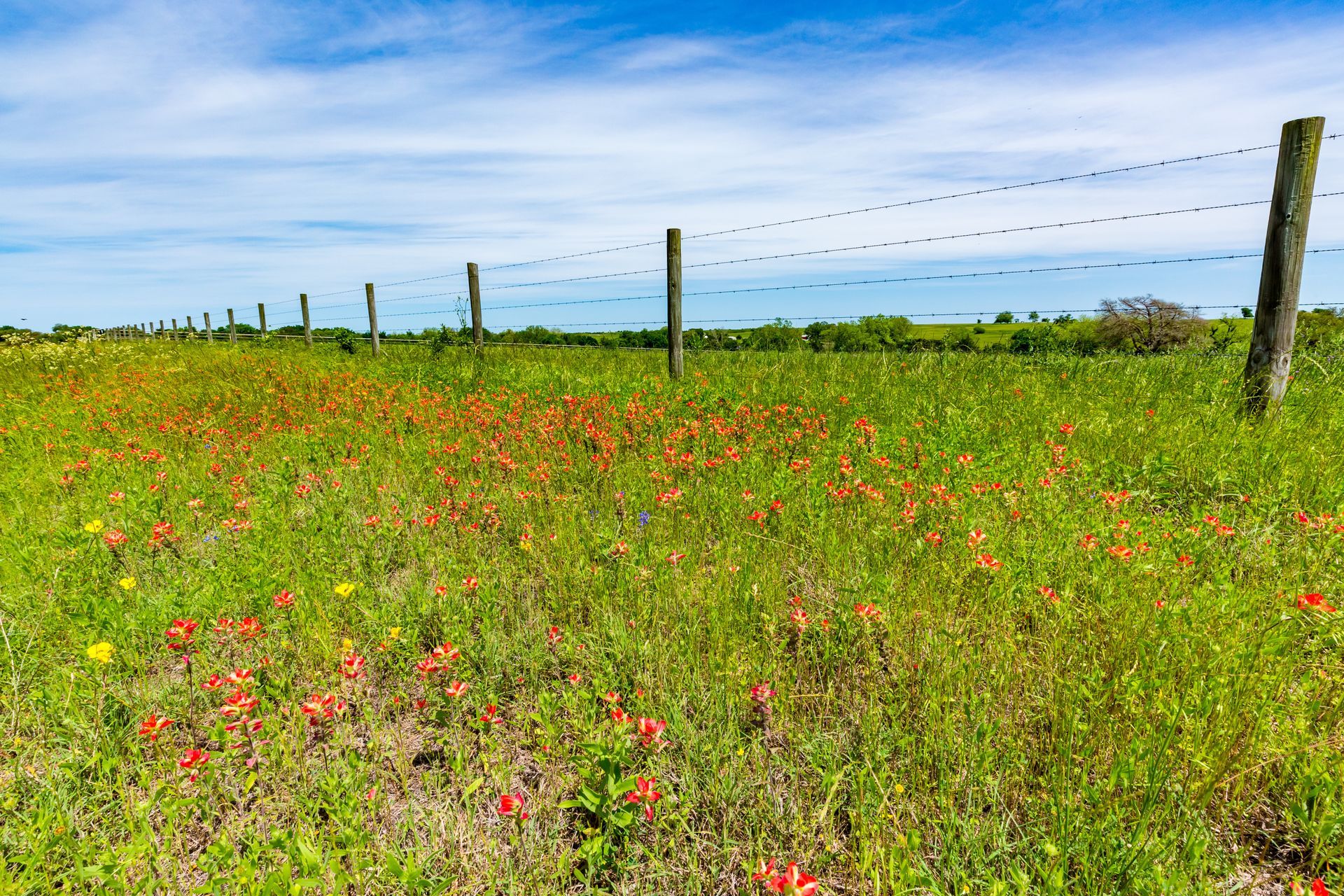 Wildflower meadow with fence posts under a bright blue sky