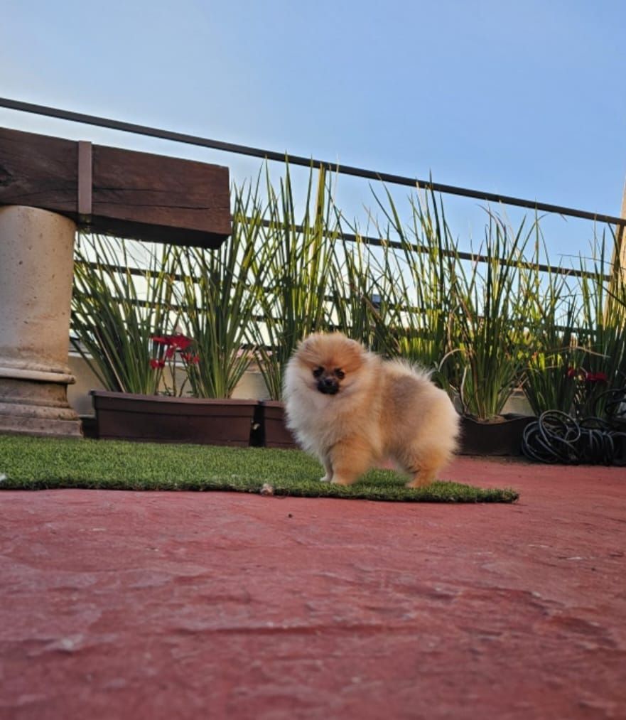 pomerania en venta
