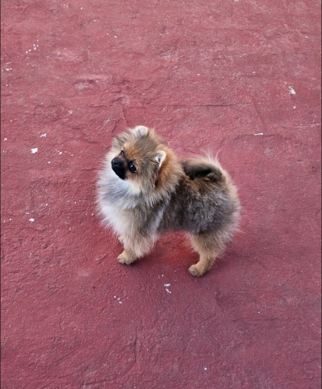 pomerania en venta