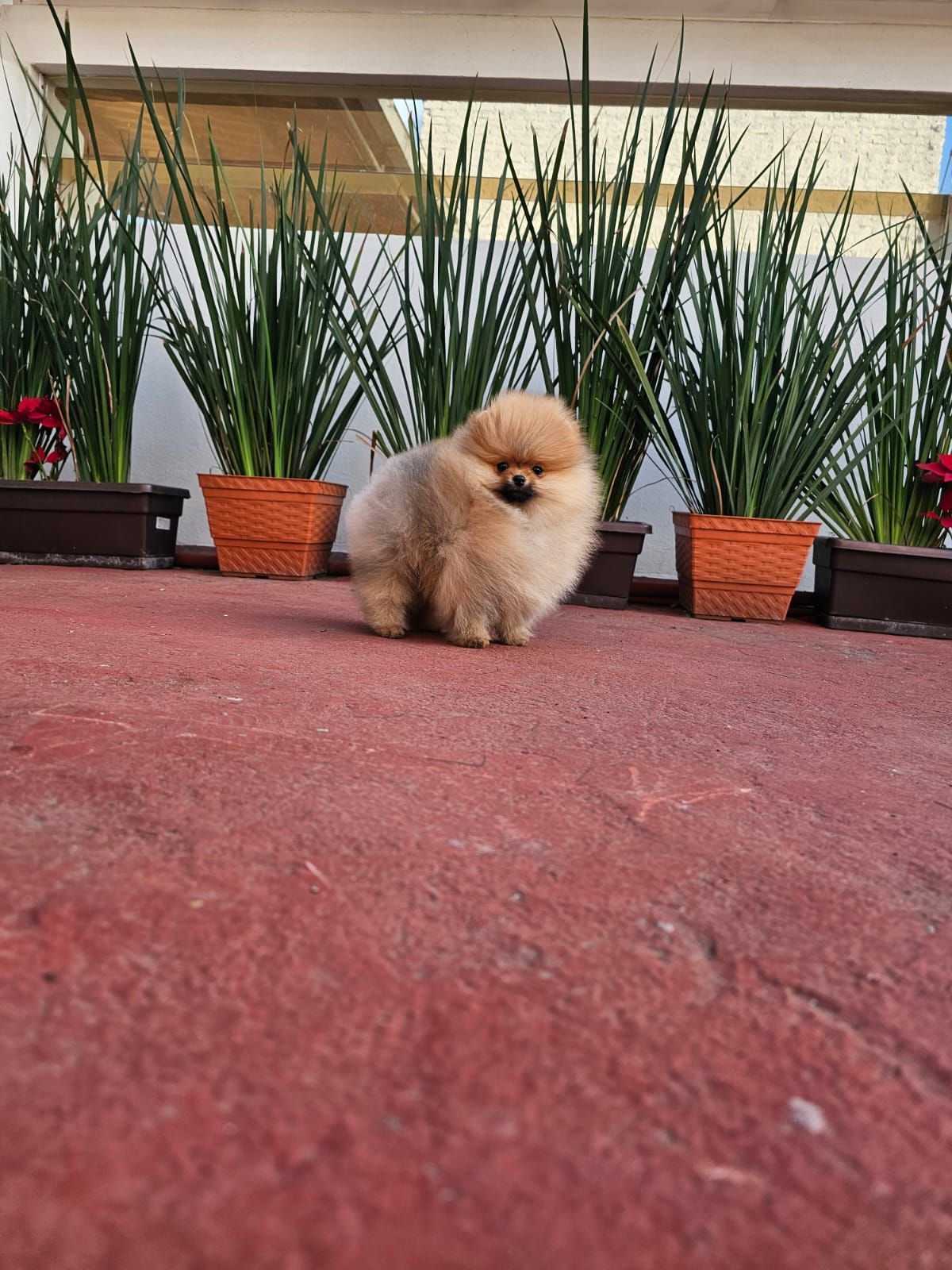 pomerania en venta